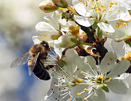 Imkerei Keinhörster Bienen-Info