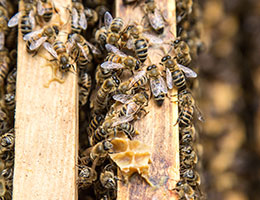 Bienen in der Wabengasse einer Bienenbeute
