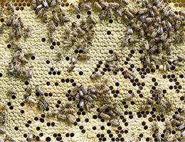 Verdeckelte Brutwabe mit Pflegebienen